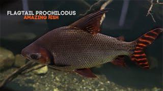 Flagtail Prochilodus...Your Monster Fish Cleanup Crew