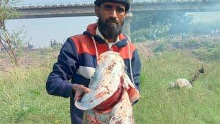 32 kg monster katla catch | 32 kg मोंस्टर कतला पकडला | MP fishing aurwad