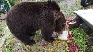 Медведь Мансур получил рамку мёда