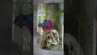ikan cupang pamer bodi yg katanya indah?