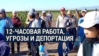 Узбекистанские трудовые мигранты в Сербии жалуются на невыносимые условия труда и нарушения прав