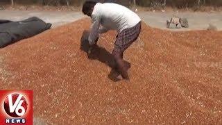 Special Report On Pigeon Pea Farmers Problems In Rajanna Sircilla District | V6 News