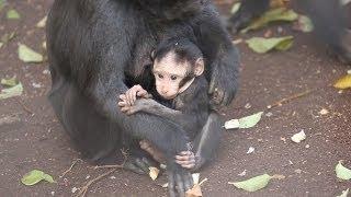 Adorable baby macaque born at ZSL London Zoo