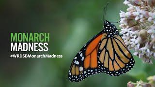 Monarch Madness Live!