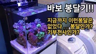 [해수어 키우기] 지금까지 이런봉달은 없었다... 봉달인지? 기부천사인지?