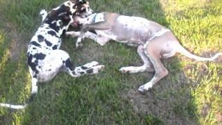 Dog Fight (Great Danes fighting to the death)