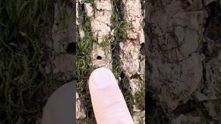 Learn How to Know if Your Tree Has Emerald Ash Borer