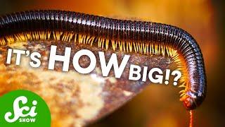 Six-Foot Long Millipedes?! And Other Fossil Giants