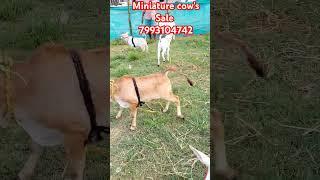 Miniature cow's Sale 7993104742