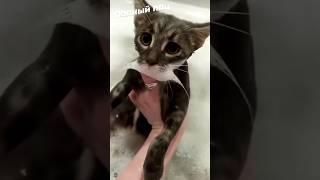 Funny Cat Moments  episode 22 #funnycats #cats #funnyanimals #pets