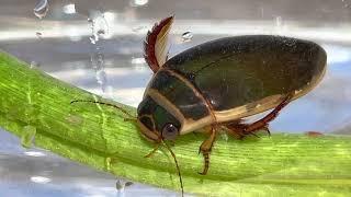 Nuts about Bugs episode 1 . Predaceous diving beetle