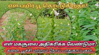 எள் மகசூல் குறைய இது தான் காரணம் | sesame weed, pest and disease control | Tamil