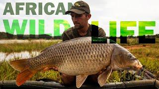 Monstercarp - Limpopo Carp Fishing - Summer