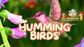 The Humming Birds | Humming Birds Features | Kids Wonderland Zone