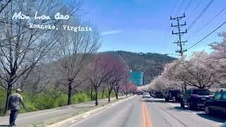Mùa Hoa Anh Đào Roanoke Virginia  [Cherry Blossom in Roanoke Virginia] #hoaanhdao #cherryblossom