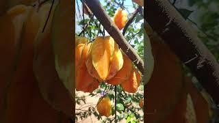 Ripe star fruit #shorts #satisfying #楊桃 #카람볼라 #スターフルーツ #khế