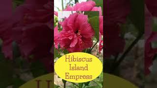 Hibiscus | Indian hibiscus | Hibiscus Island Empress #shorts #hibiscus #garden