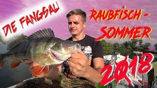 Raubfisch Sommer / Angeln auf Hecht, Zander, Wels und kapitale Barsche im Fluss / Die Fangsau