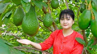 AMAZING HARVESTING AVOCADO Goes To Market Sell/Gardening And Cooking | LÝ TRIỆU CA