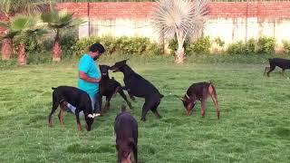 Gang of dobermans at gurjarias doberman