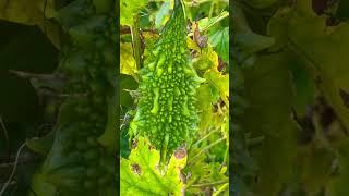 GoGreen 2! Organic Vegetables Garden #homegarden #organic #backyard #vegetables m #music #subscribe