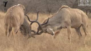 Magnificent Kudu Bulls Lock Horns In Dominance Battle