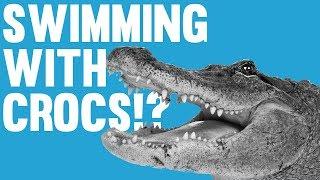 Weekly Round Up - Swimming With Crocodiles!?