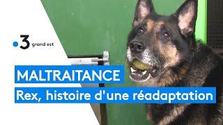 Maltraitance animale : l'histoire de Rex et de sa réadaptation