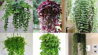 Hanging plants|| 12 common hanging plants with names.
