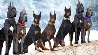 These Are 10 Most Majestic Dog Breeds