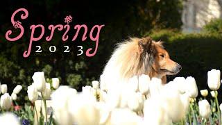 Spring 2023  Dog Tricks by Rough Collie Thunder