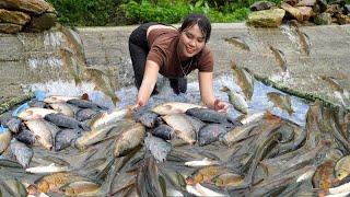 How to make a Fish trap in the floating season, Harvesting many types of natural Fish in the trap