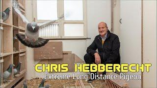 Extreme Long Distance Pigeon of CHRIS HEBBERECHT - 1st National Marseille 2020