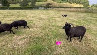 Sheepdog assault course