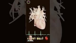 Heart || beating || Animated short video 9s || Learn Biology with musawir || #shorts