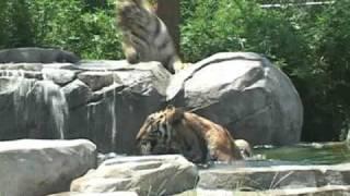 Overview of the Big Cat Habitat