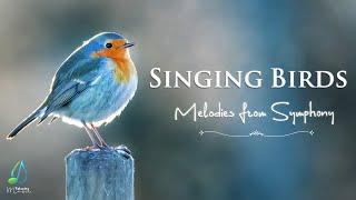 Beautiful Melodies from Symphony with Singing Birds | Relaxing Music (Relax 365)