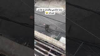حركات الأب الغريبة