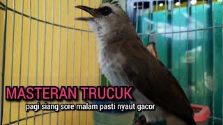 trucukan gacor TARUNG ROPEL PANJANG buat pancingan trucukan agar bunyi JADIKAN trucuk gacor EMOSI