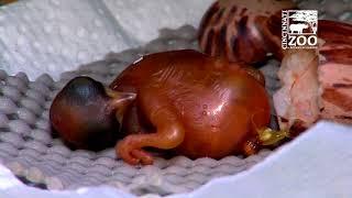 Raggiana Bird of Paradise Chick Hatching - Cincinnati Zoo