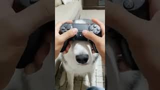 Doggo Technology