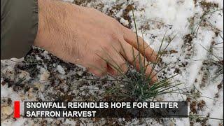 Snowfall revives Pampore's saffron fields, boosting hopes for a better harvest next year.