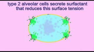 AP2 EXAM 2: TYPE 2 ALVEOLAR CELLS, SURFACTANT.avi