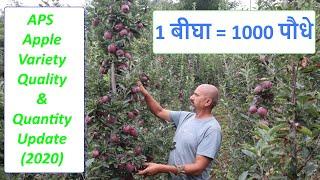 'APS' Apple Variety's UHDP Orchard (1बीघा = 1000 पौधे )  on Seedling | Quality & Quantity Update