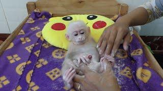 Mother dressing disaper for Baby Monkey Miker