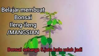 Cara membuat bonsai ileng-ileng atau mangsian