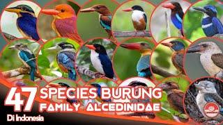 BURUNG CEKAKAK, RAJA UDANG, KUKABURA // BURUNG DARI KELUARGA ALCEDINIDAE.