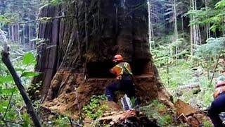 Dangerous Cutting Tree Chainsaw Machines In Action, Fastest Removal Felling Tree Technique