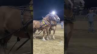 Belgian horse pull#viral #shorts #belgian