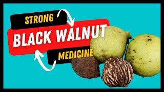 Black Walnut Health Benefits Revealed | Herb of the Month